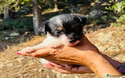 Jack Russell cani in vendita: Jack Russell pelo broken/ruvido a Calenzano - Immagine 19