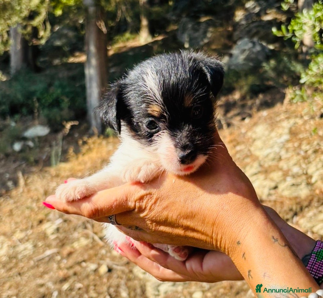Jack Russell cani in vendita: Jack Russell pelo broken/ruvido a Calenzano - Immagine 19