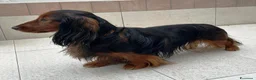 Bassotto cani in vendita: BASSOTTO NANO A PELO LUNGO - Annuncio 2