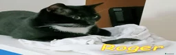 Europeo gatti in regalo: TIGROTTO E ROGER SONO RIMASTI SOLO AL MONDO - Annuncio 4