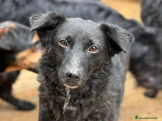 Meticcio cani ENYA, infinitamente buona ma ignorata da tutti. - Annuncio 1