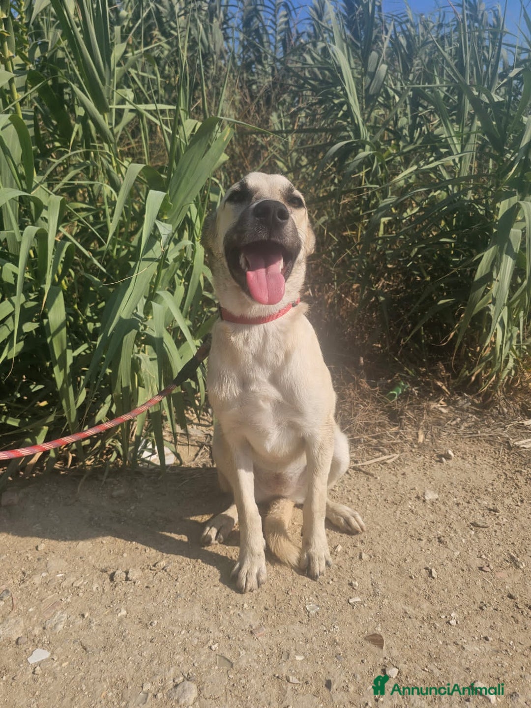 Altre razze cani in regalo: diva  - Annuncio 2