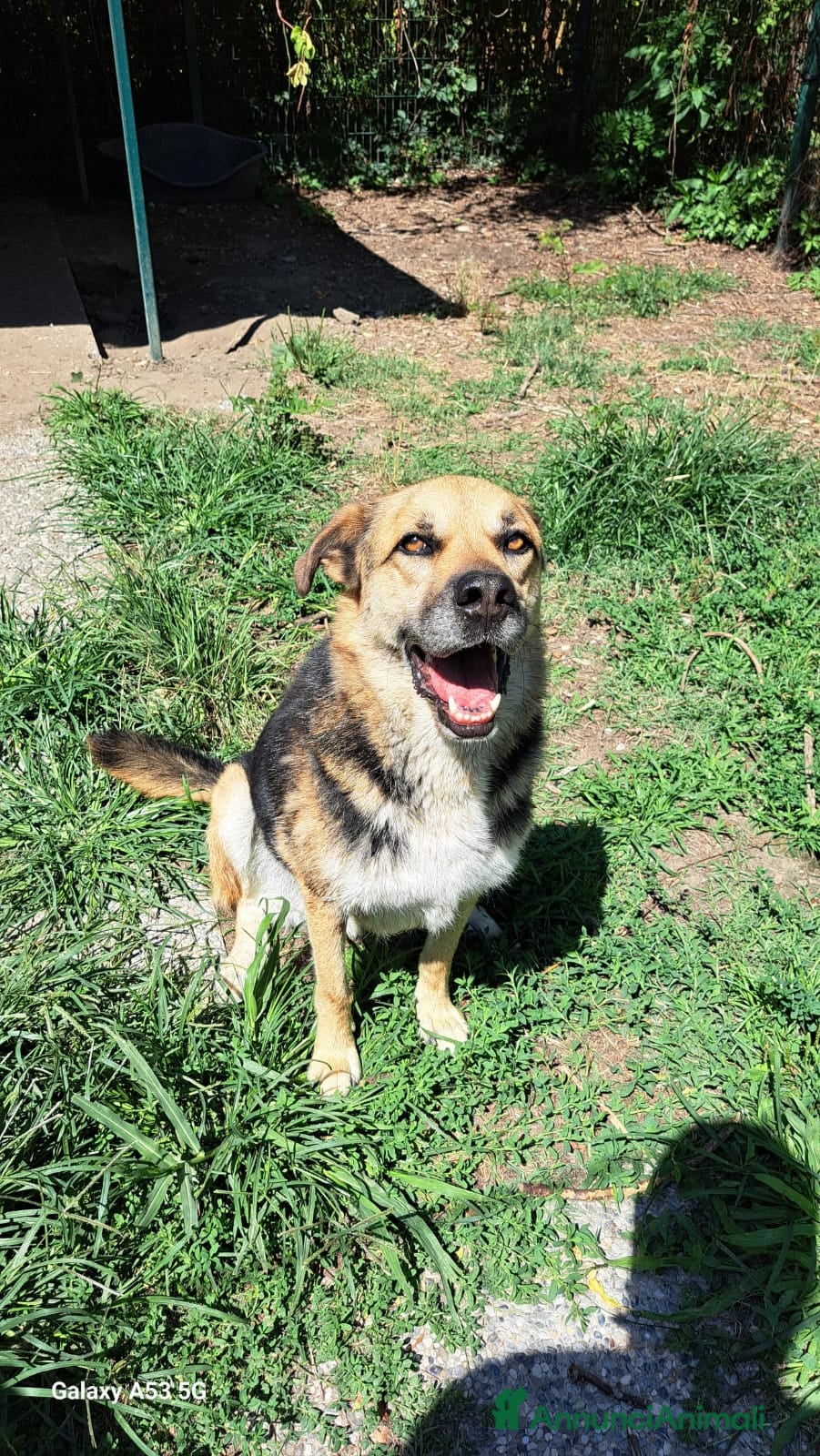 Meticcio cani Simil Pastore tedesco 4anni salvato 2anni fa BG - Annuncio 17