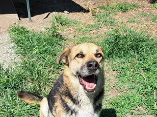 Meticcio cani Simil Pastore tedesco 4anni salvato 2anni fa BG - Annuncio 17