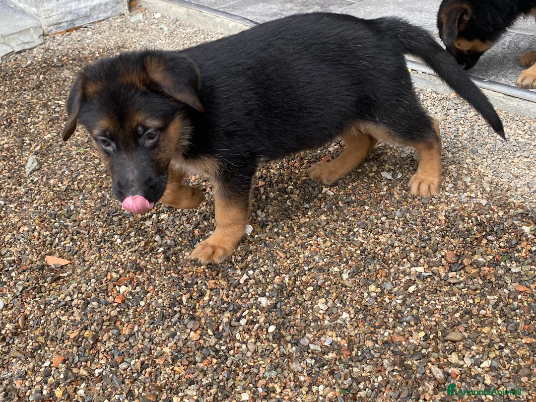 Pastore Tedesco cani in vendita: Cuccioli di pastore tedesco  a Città metropolitana di Milano - Annuncio 5