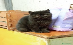 Exotic Shorthair gatti in vendita: Cucciolo esotico maschio 1 mese a Provincia di Pisa - Immagine 4