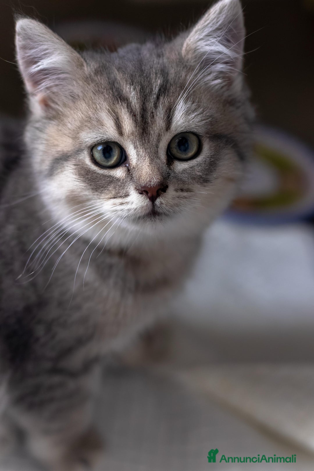 Scottish gatti in vendita: Gattini Scottish fold e straight  - Annuncio 10