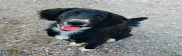 Meticcio cani in regalo: Cucciolo 8 mesi taglia contenuta  - Annuncio 1