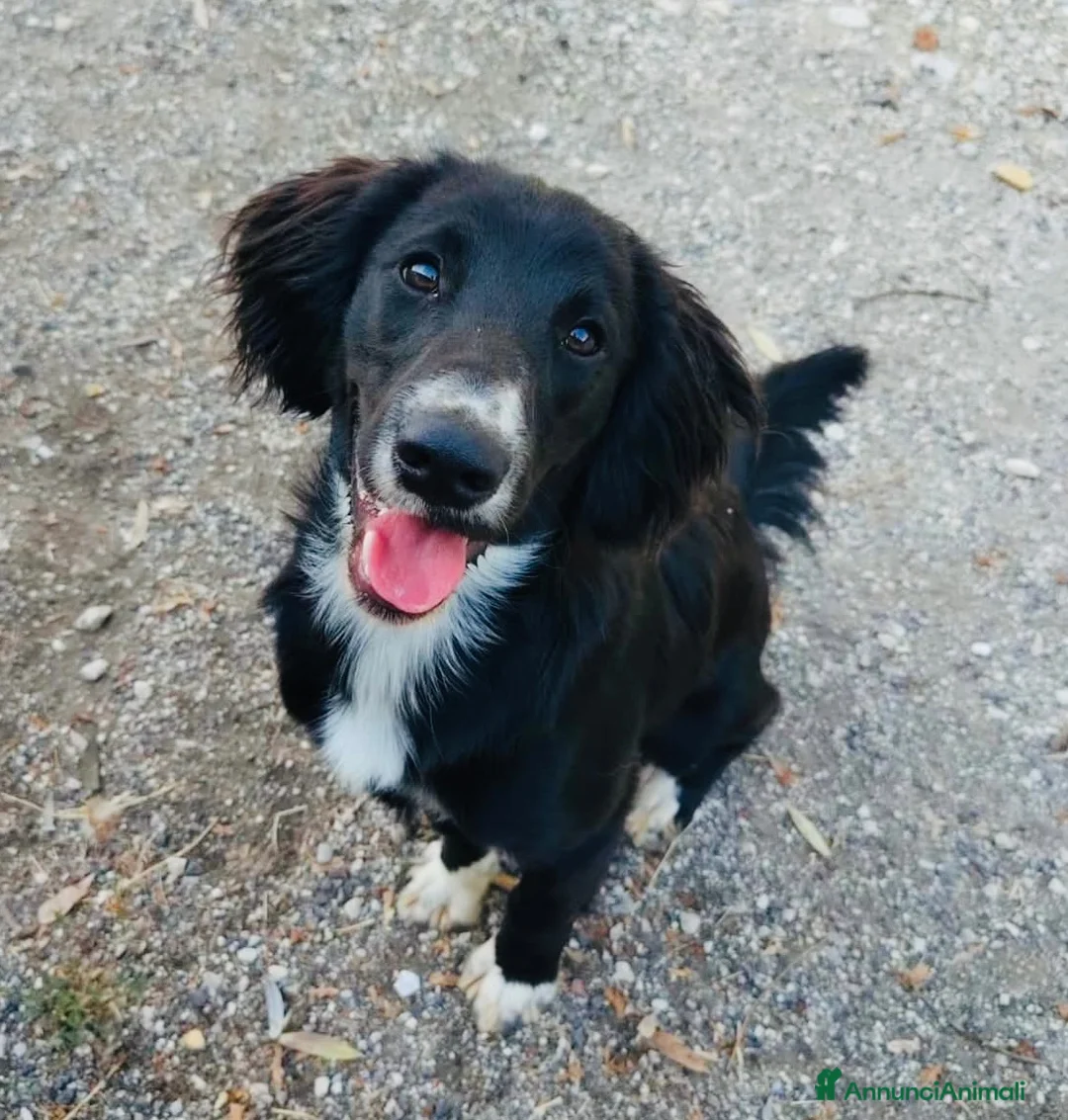 Meticcio cani in regalo: Cucciolo 8 mesi taglia contenuta  - Annuncio 1