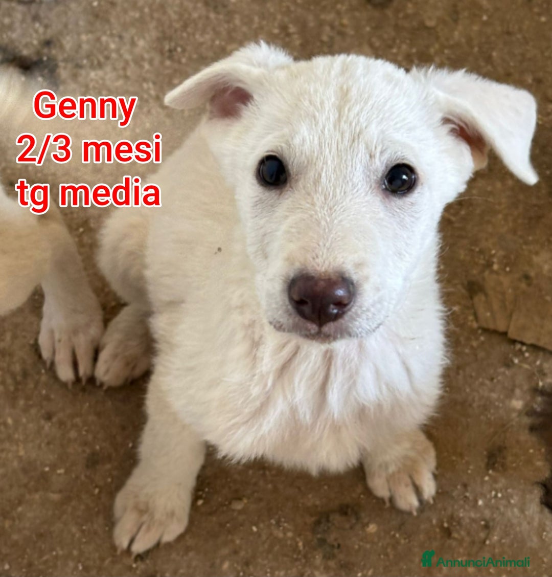 Meticcio cani in regalo: CUCCIOLI BISOGNOSI IN CERCA D'AMORE  - Annuncio 5