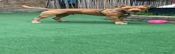 Pitbull cani in regalo: Cucciolo di American Pitbull UKC  - Annuncio 3