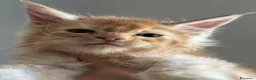Maine Coon gatti in vendita: Maine Coon - Annuncio 4
