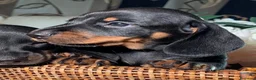 Bassotto cani in vendita: Cucciolo bassotto kaninchen/nano - Annuncio 10