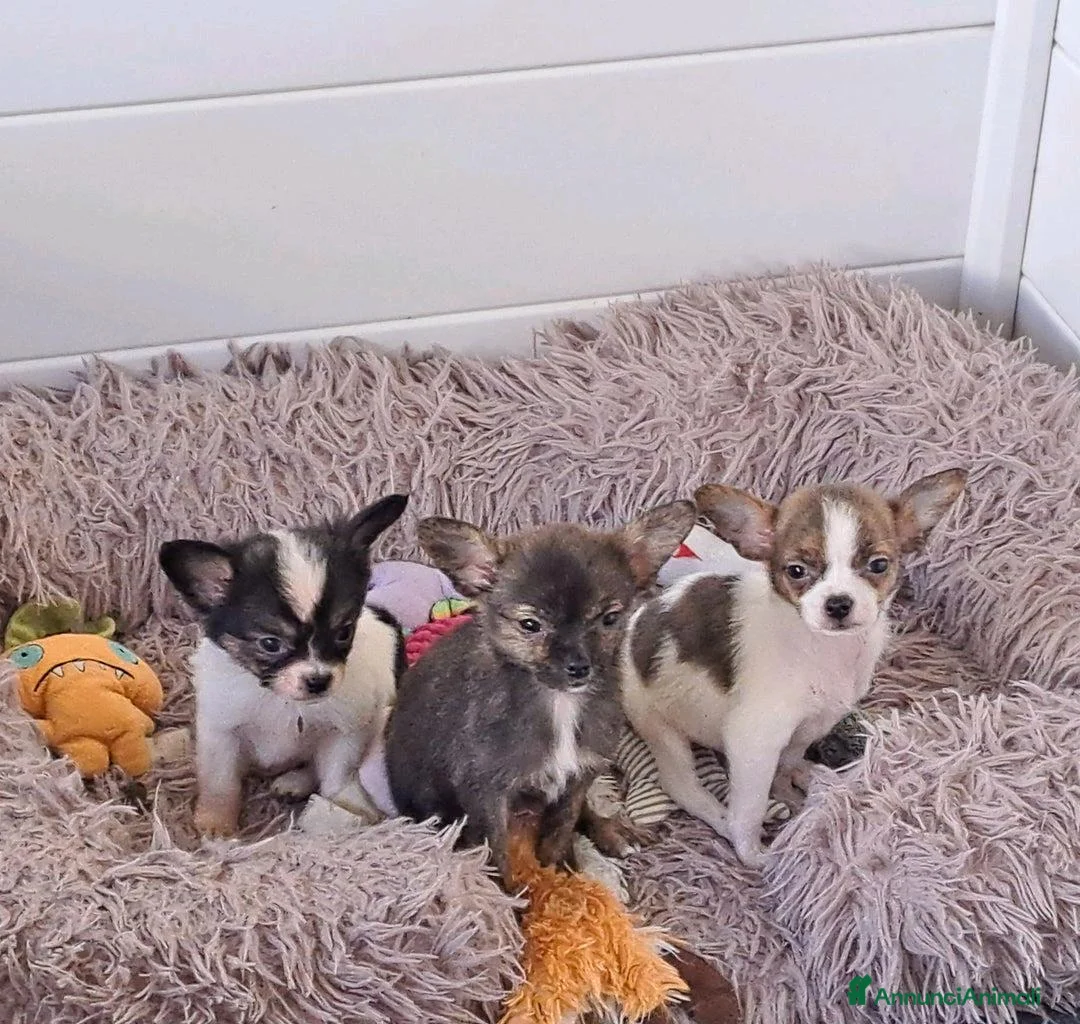 Chihuahua cani in vendita: Bellissimi cuccioli di chihuahua a Città Metropolitana di Napoli - Annuncio 2