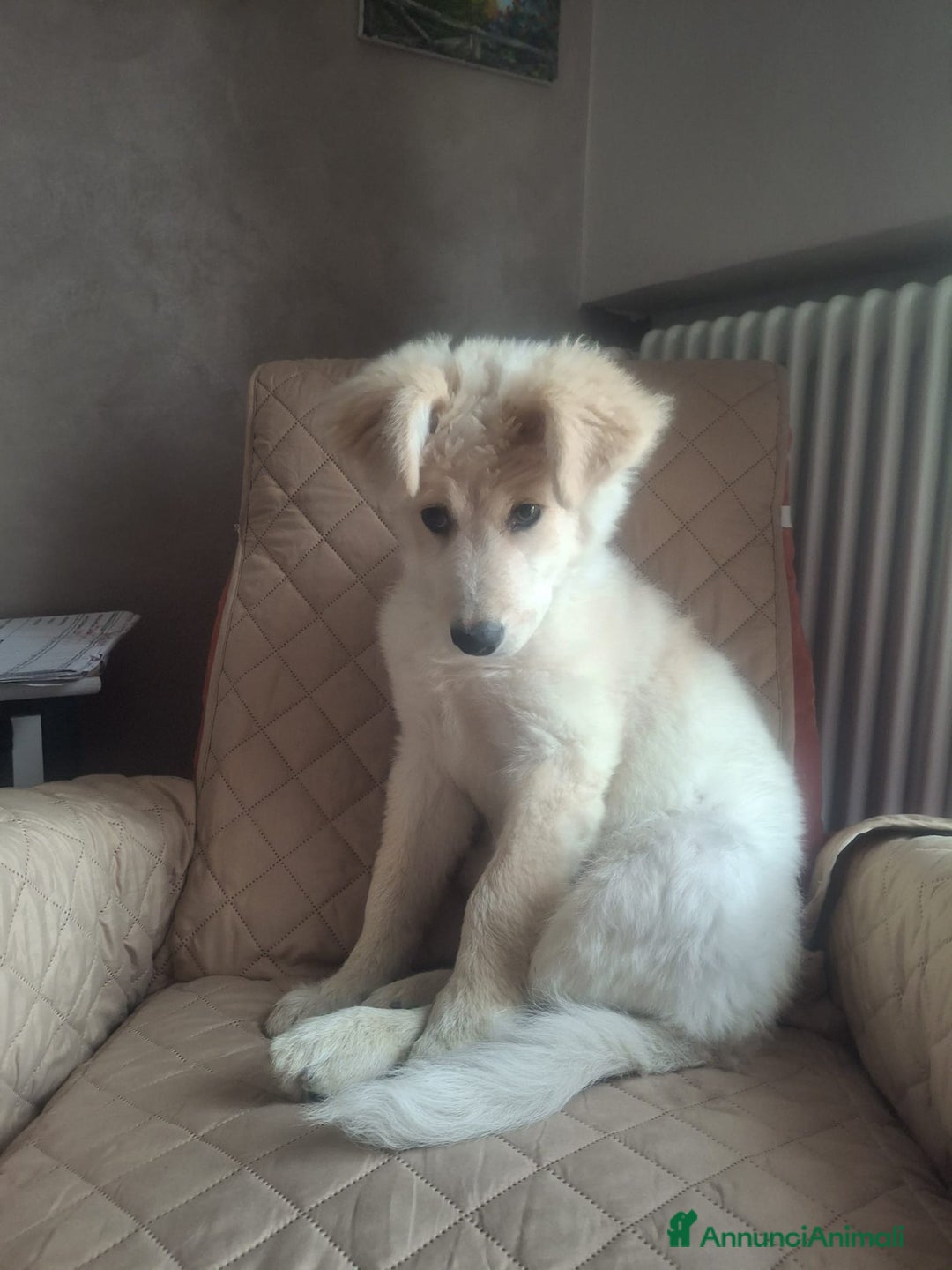 Meticcio cani in regalo:  Regalo bellissimo cucciolo maschio 4 mesi    - Annuncio 3