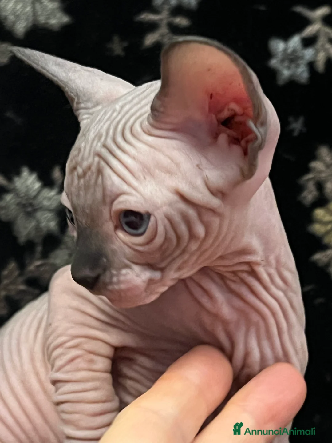 Sphynx gatti in vendita: Sphynx  a Città metropolitana di Roma Capitale - Annuncio 9