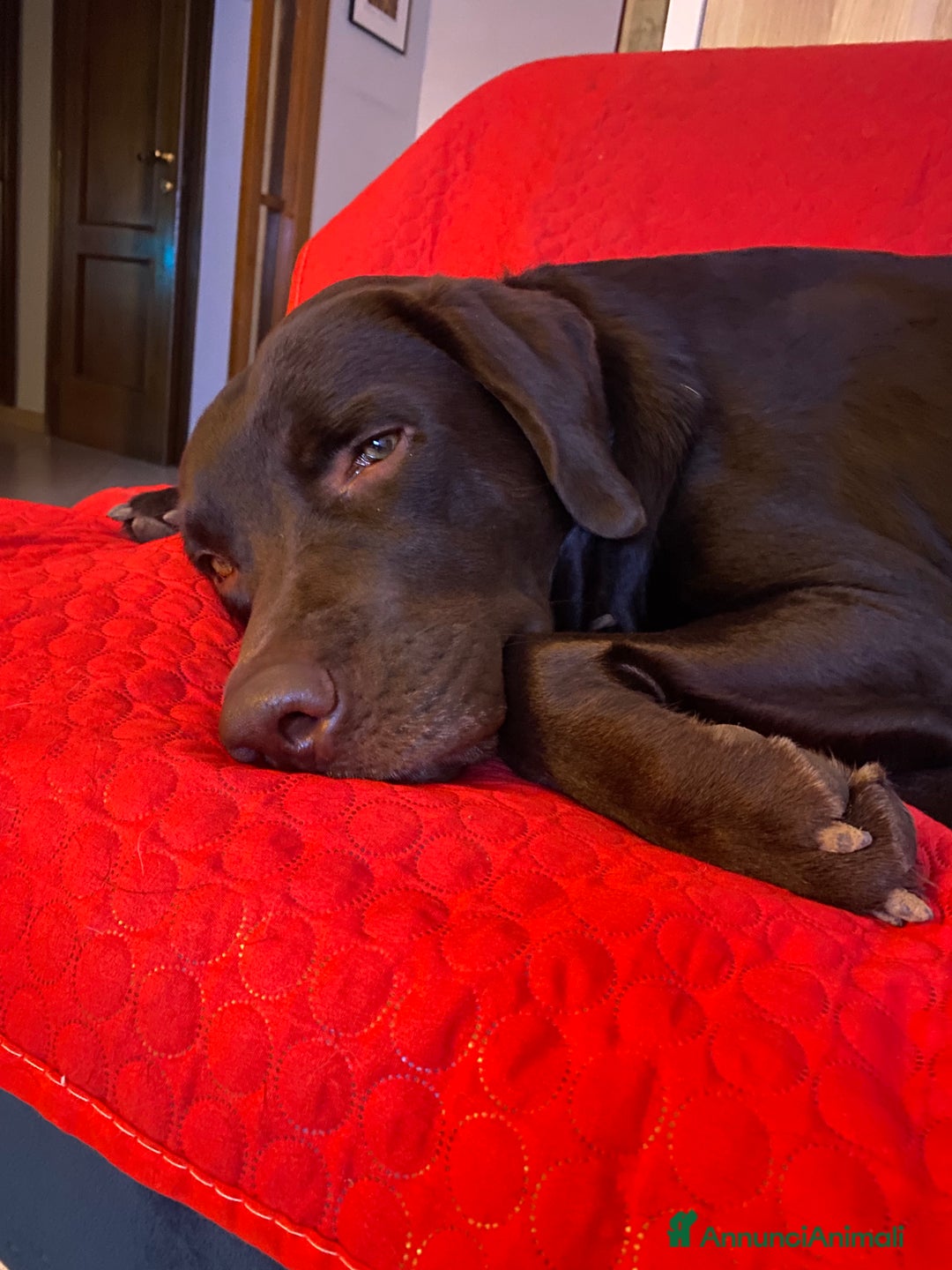 Labrador cani per accoppiamento: Cerco fidanzata Choco🤎 a Città metropolitana di Roma Capitale - Annuncio 5