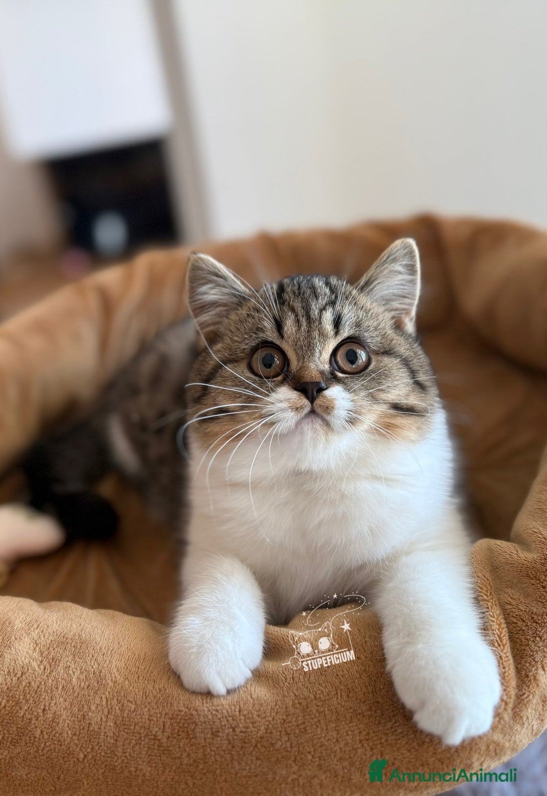 Scottish gatti in vendita: Stupeficium Amos - Scottish Straight - Annuncio 25