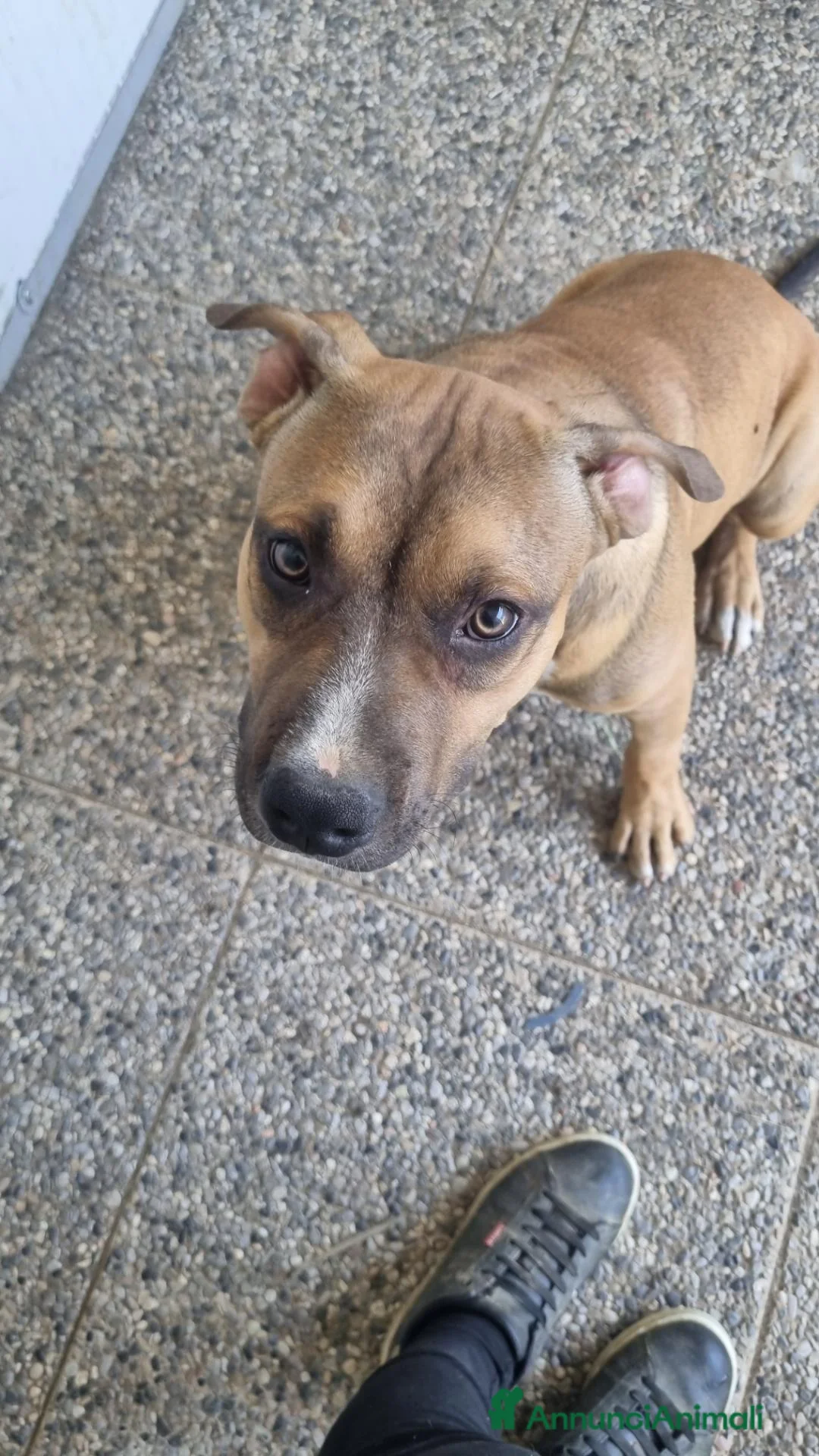 Pitbull cani in regalo: american pitbull terrier ukc - Annuncio 5