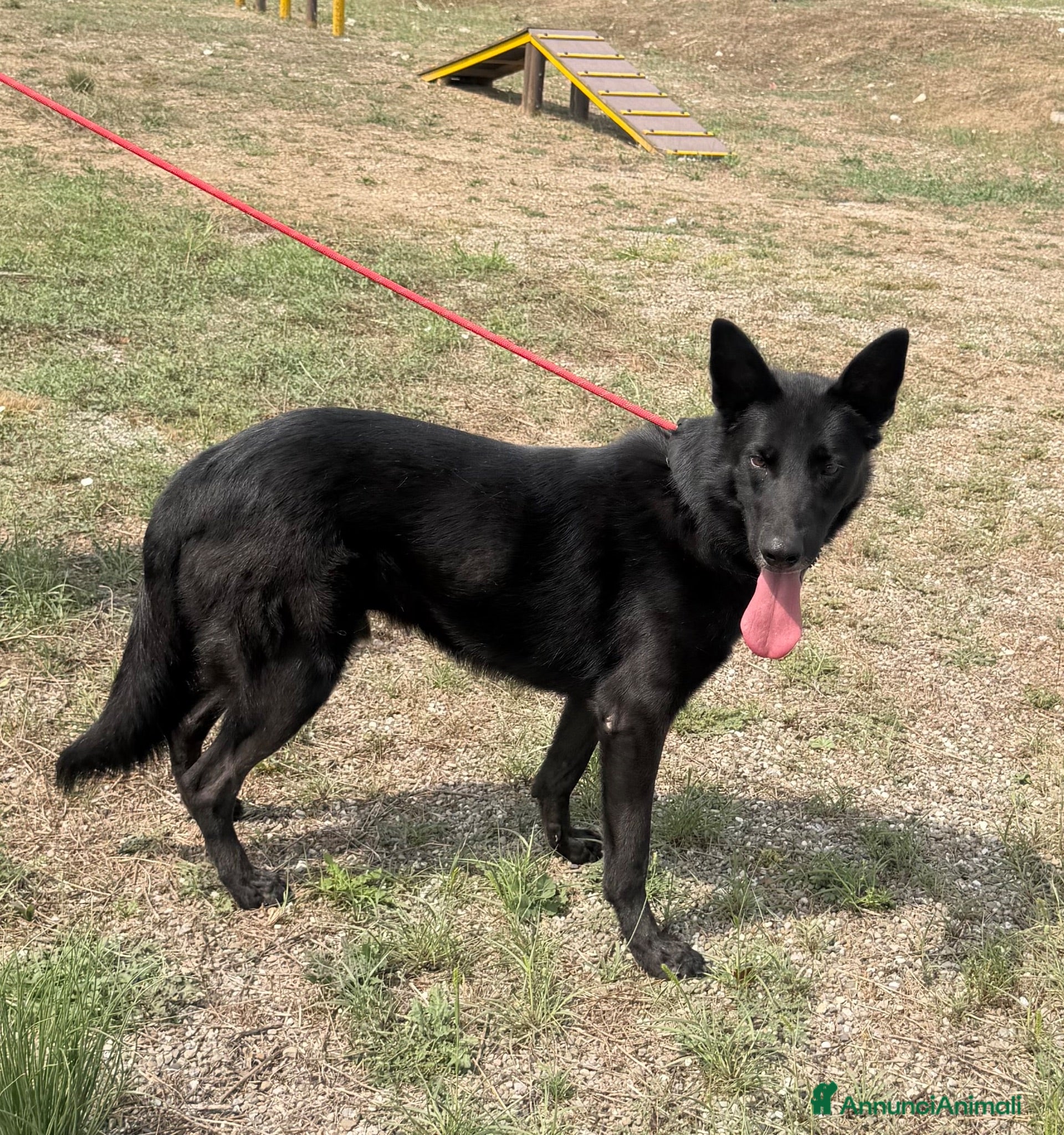 Meticcio cani Axel  - Annuncio 38