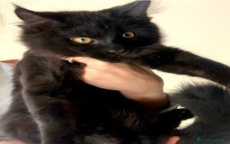 Maine Coon gatti in vendita: Cuccioli di mainecoon  a Città metropolitana di Roma Capitale - Immagine 2