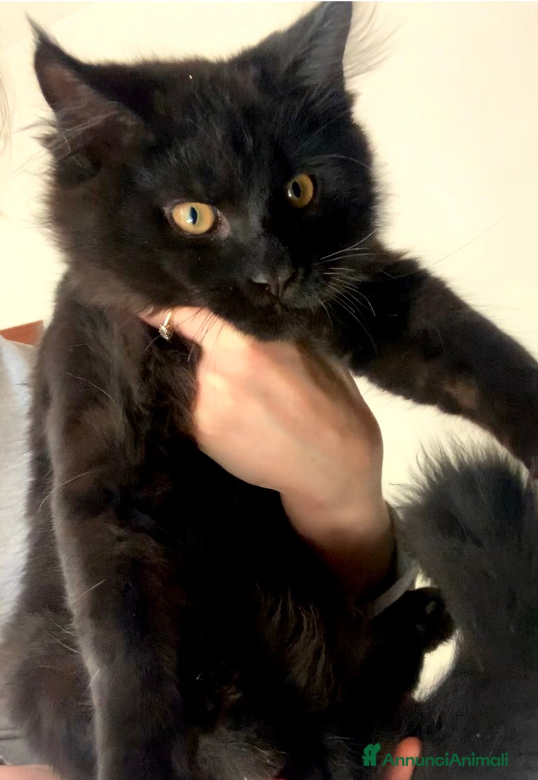Maine Coon gatti in vendita: Cuccioli di mainecoon  a Città metropolitana di Roma Capitale - Immagine 2