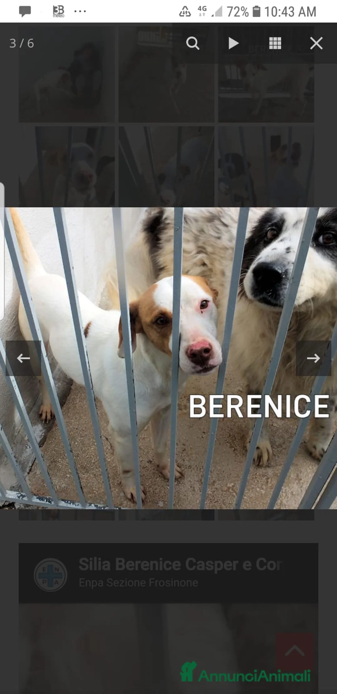 Segugio cani in regalo: ADOZDEL💔:altro scarto delcacciatore,amore di cane - Annuncio 1