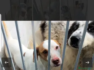 Segugio cani ADOZDEL💔:altro scarto delcacciatore,amore di cane - Annuncio 1