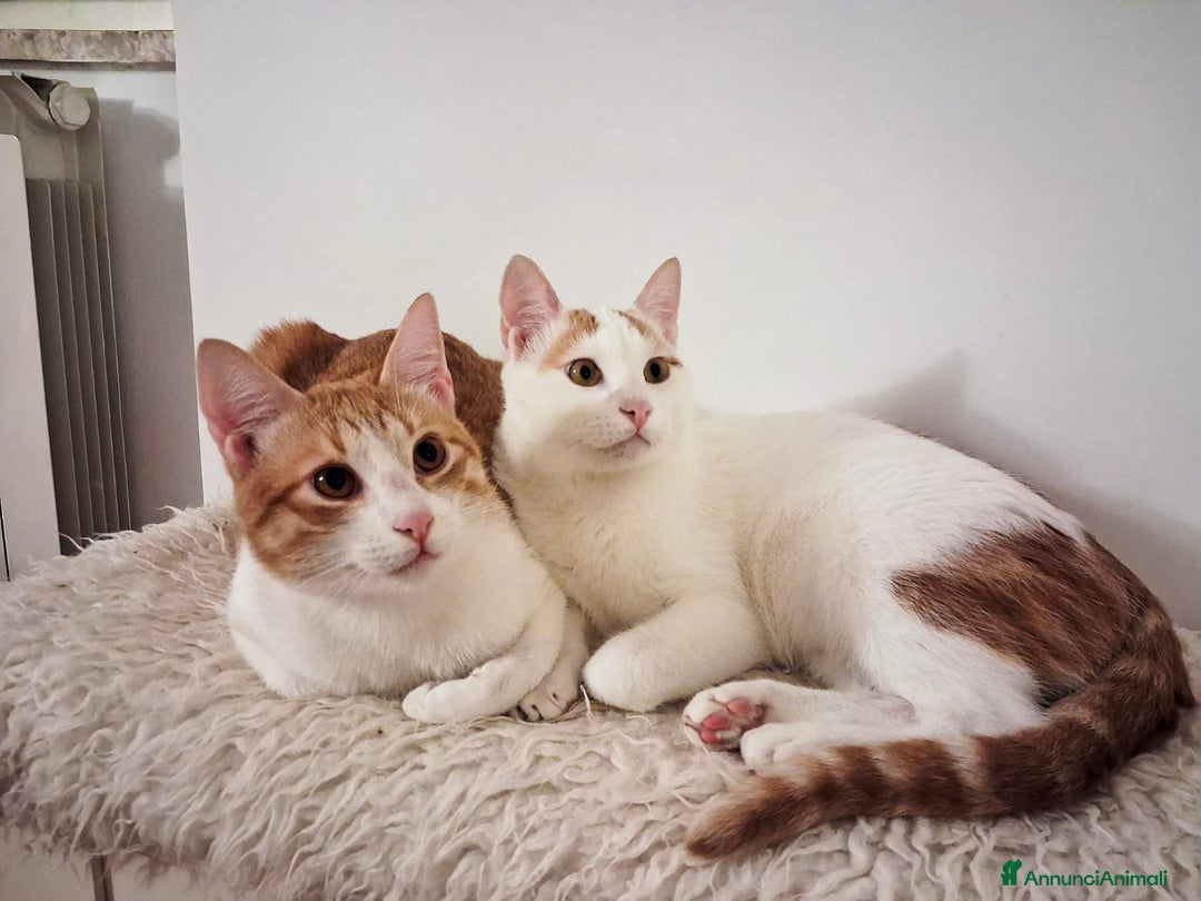 Europeo gatti in regalo: CI VOGLIONO SEPARARE !!! - Annuncio 3