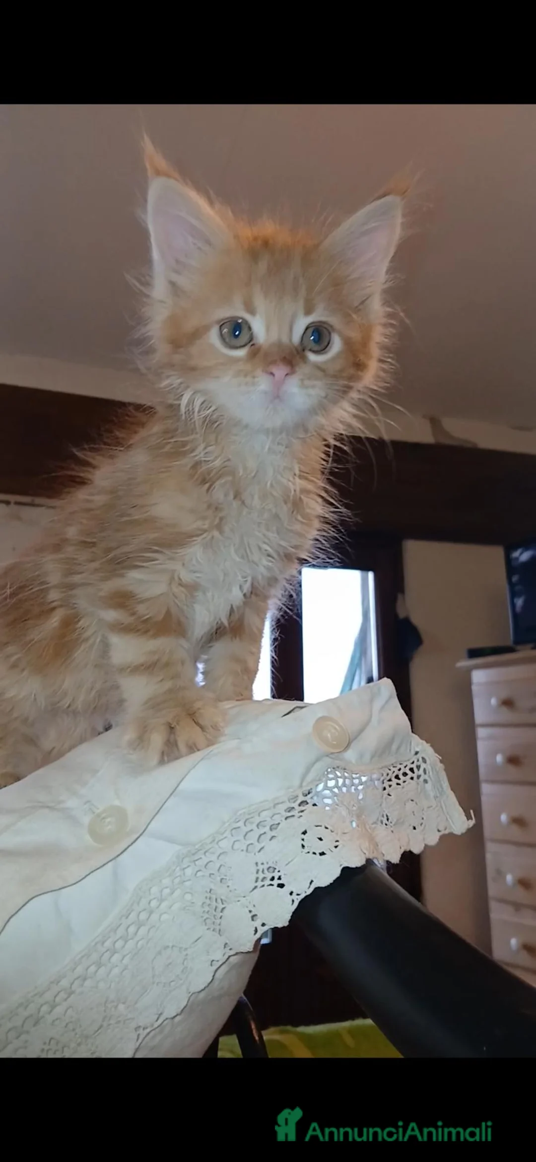 Maine Coon gatti in vendita: Cuccioli di maine coon - Annuncio 2