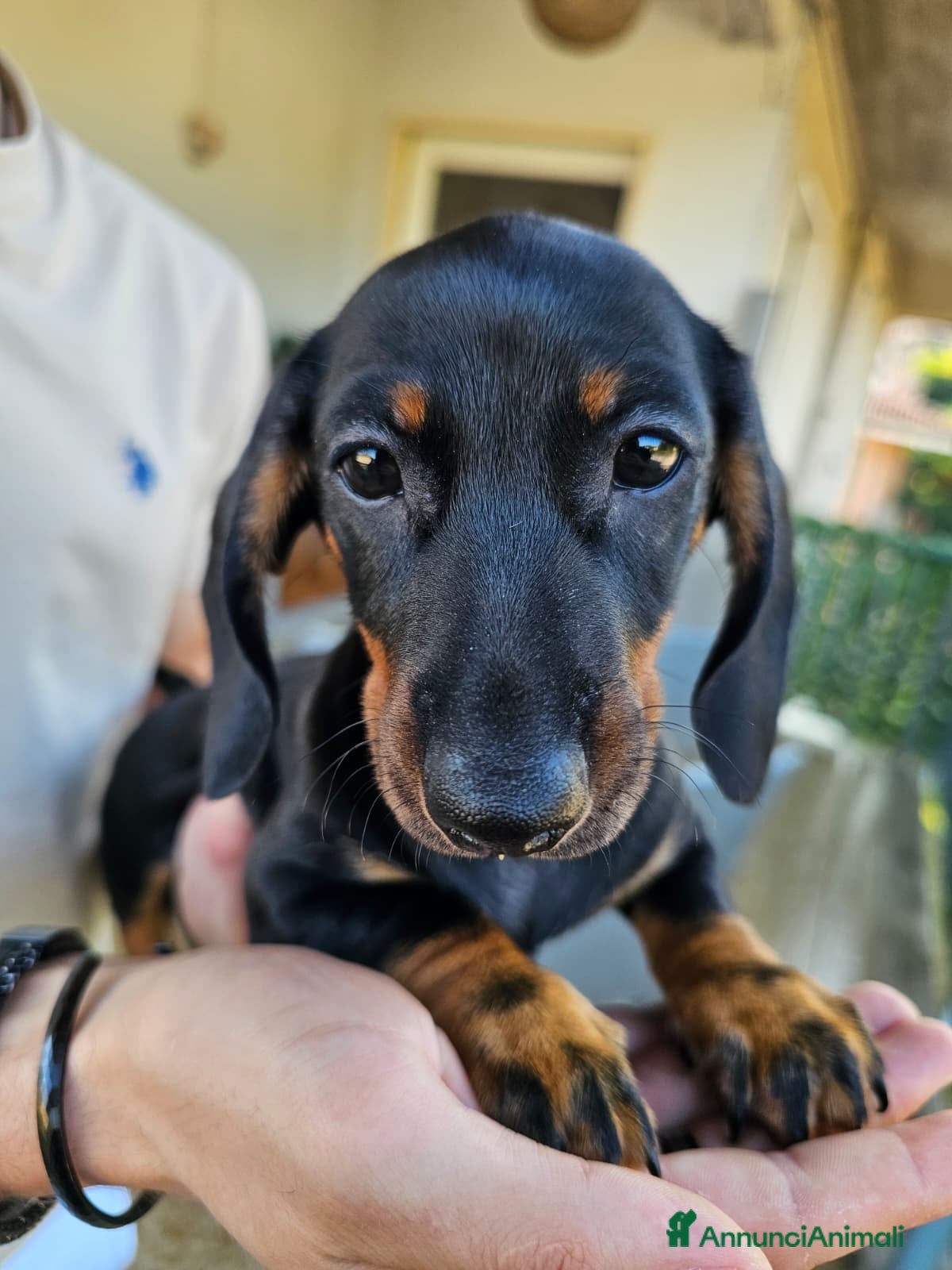 Bassotto cani in vendita: Bassotti nani - Annuncio 24