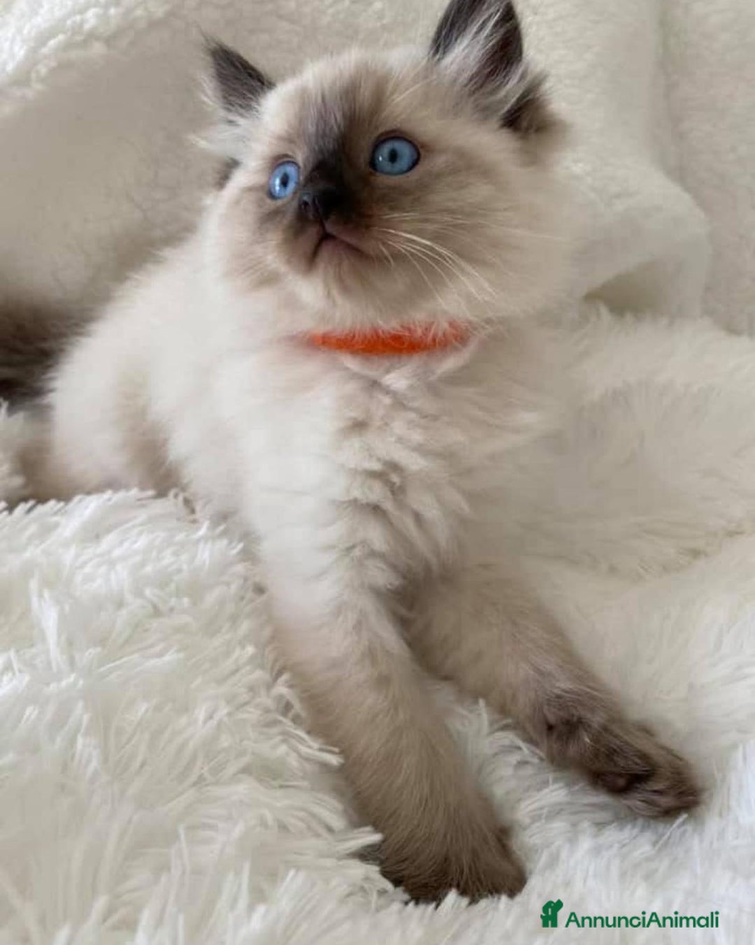 Ragdoll gatti in vendita: Cuccioli di ragdoll - Annuncio 5