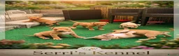 Pitbull cani in vendita: Dolcissimi cuccioli di Pitbull UKC con pedigree  - Annuncio 2