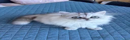 Persiano gatti in vendita: Persiano chinchilla  - Annuncio 1