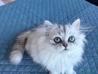 Persiano gatti Persiano chinchilla - Annuncio 3
