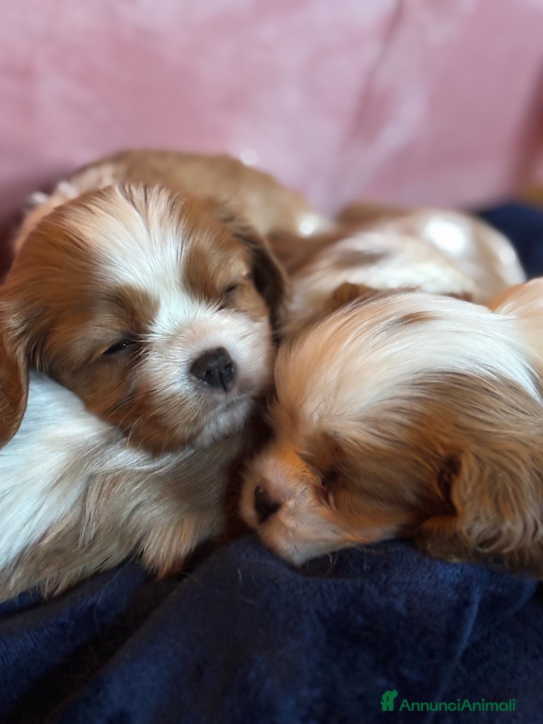 Cavalier King cani in vendita: Cuccioli di Cavalier King nati in casa ❤️ - Annuncio 8
