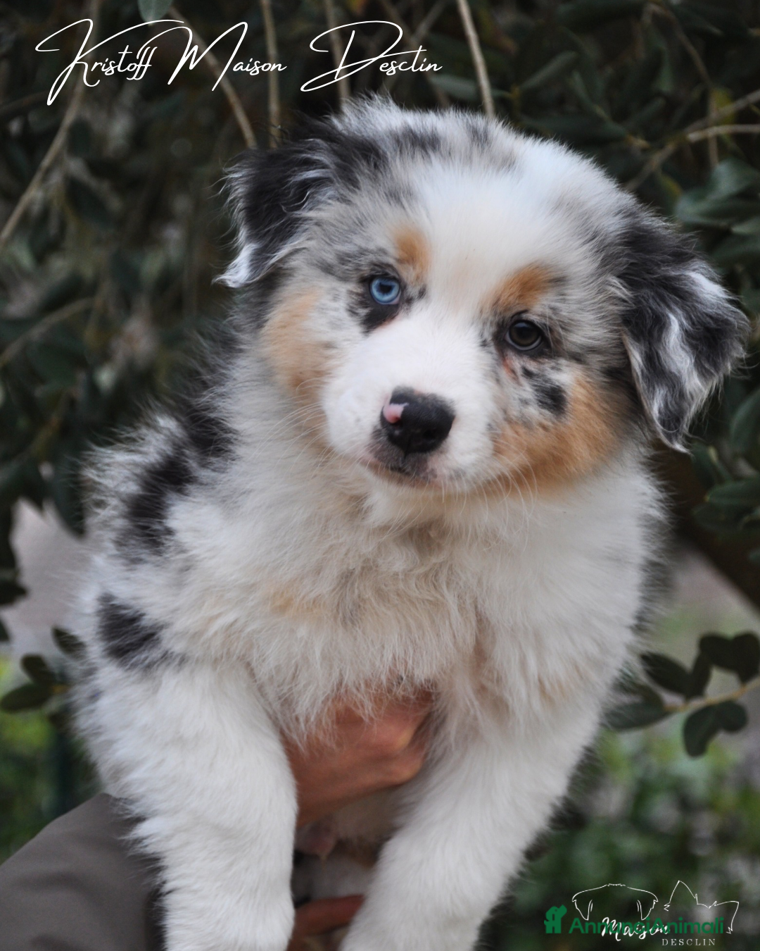 Australian Shepherd cani in vendita: Cuccioli pastore australiano  - Annuncio 3