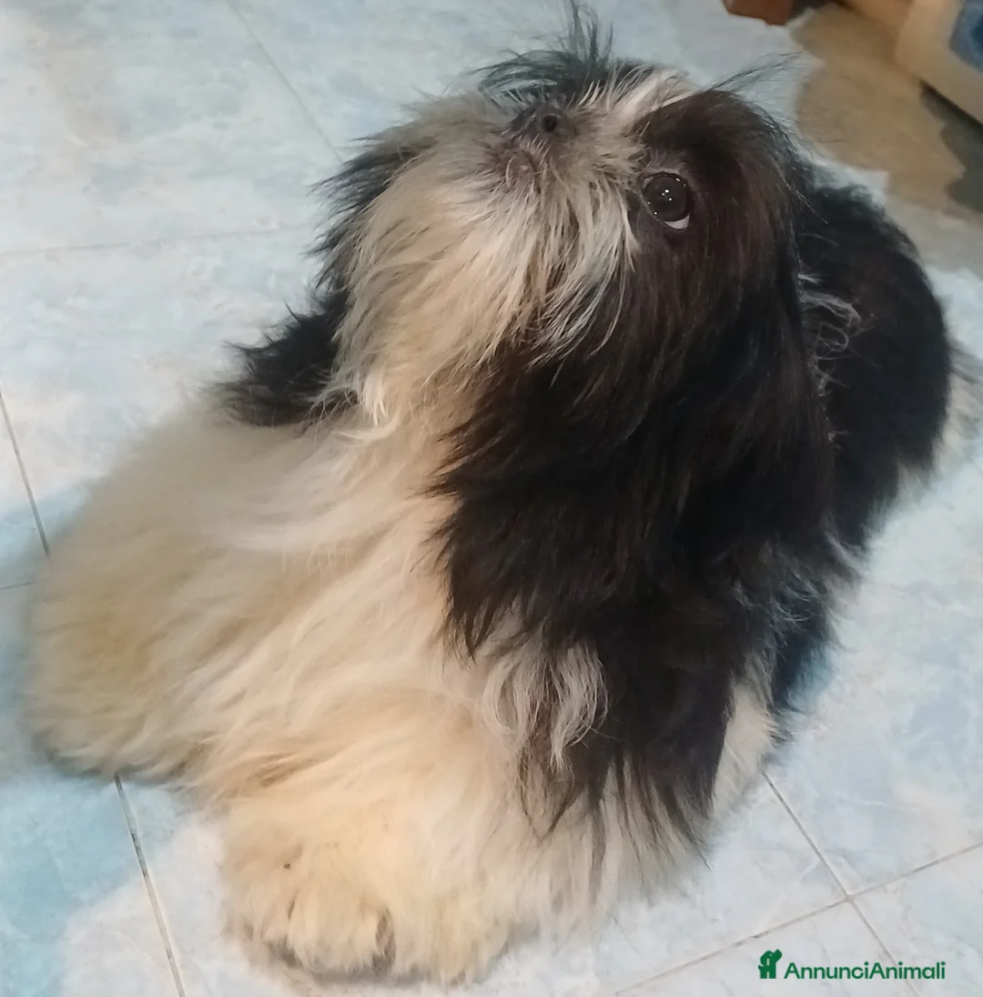 Shih Tzu cani in vendita: Cucciolo shihtzu con pedegree  - Annuncio 5
