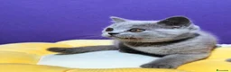 British gatti in vendita: Cuccioli British Shorthair lilac  - Annuncio 2