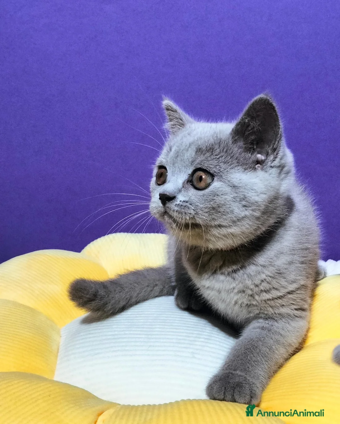 British gatti in vendita: Cuccioli British Shorthair lilac  - Annuncio 2