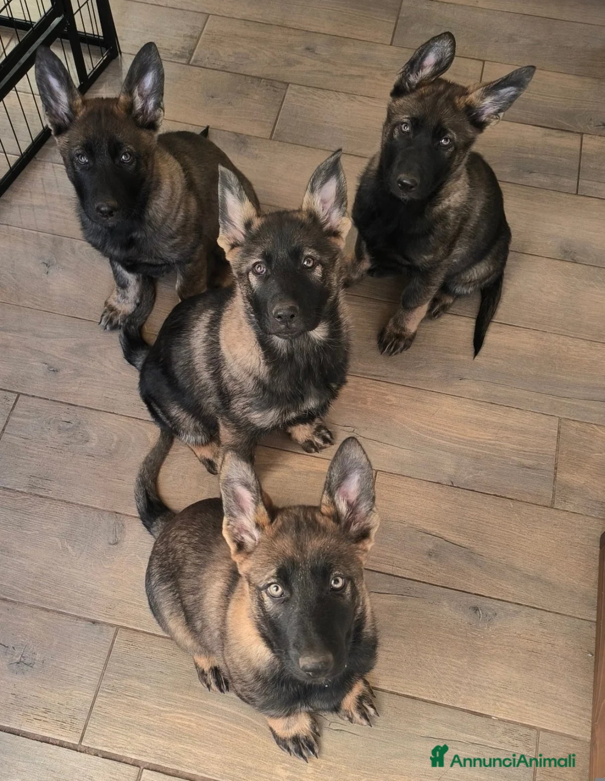 Pastore Tedesco cani Cuccioli di pastore tedesco grigione  - Annuncio 4