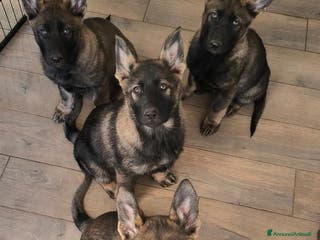 Pastore Tedesco cani Cuccioli di pastore tedesco grigione - Annuncio 4
