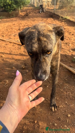 Immagine della galleria {{count}}