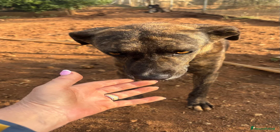 Immagine della galleria {{count}}