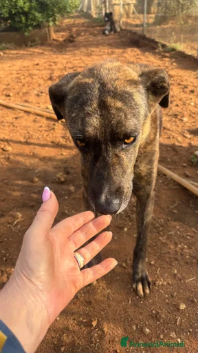 Immagine della galleria {{count}}