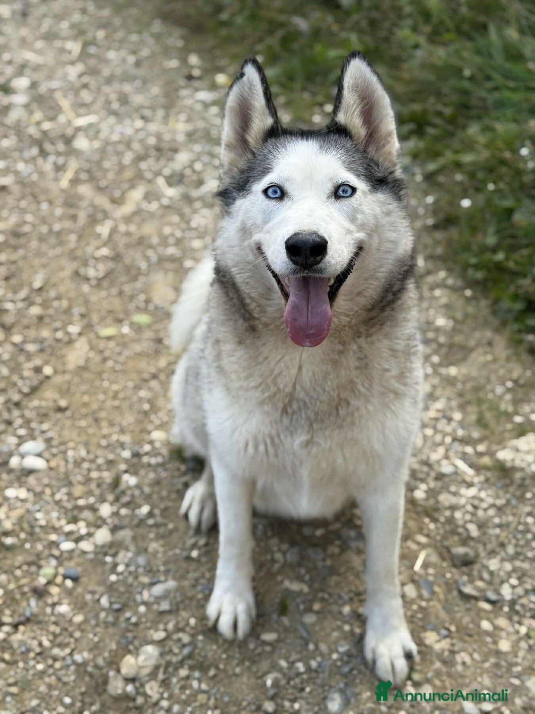 Husky cani in regalo: CINDY, splendida HUSKY cerca famiglia! - Annuncio 4
