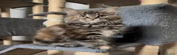 Maine Coon gatti in vendita: Cuccioli Maine Coon disponibili- genitori testati - Annuncio 3