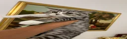 Scottish gatti in vendita: Scottish straight  - Annuncio 4