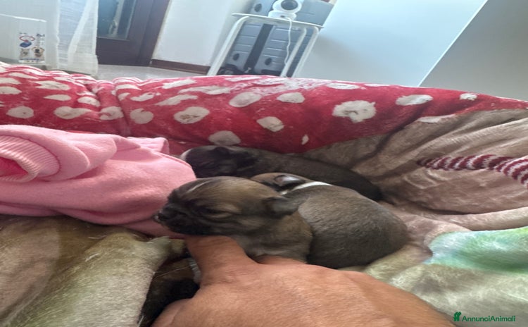Chihuahua cani - Annuncio 4