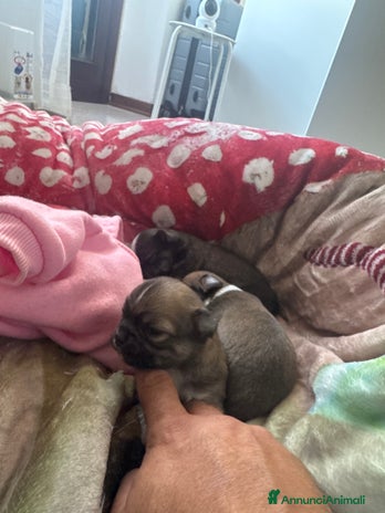 Chihuahua cani - Annuncio 5